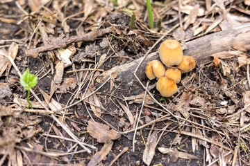 Yellow non-edible mushrooms grow from the trunk of a fallen tree.