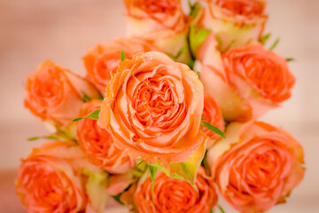 Close up macro photo of Country Home roses variety, studio shot. Garden rose