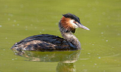 Great Crested Grebe, Podiceps Cristatus