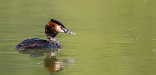 Great Crested Grebe
