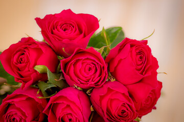 Women hand holding a bouquet of Hot Spot roses variety, studio shot.