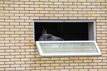 Locked horse at barn staring outside