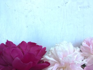 Peonies maroon and pink on a rough blue background with water drops