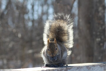 squirrel