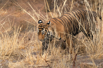Tiger cub coming out from grass at Ranthambore Tiger Reserve