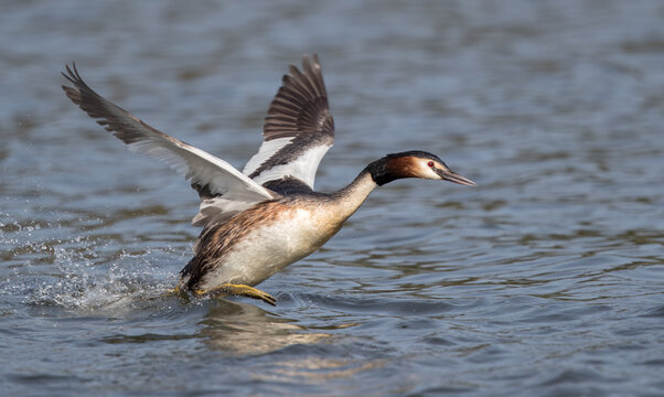 Great Crested Grebe, Podiceps Cristatus