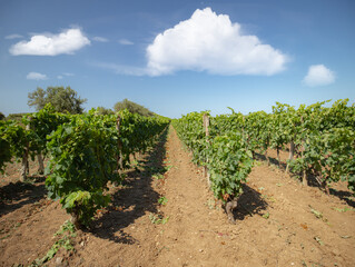 Fototapeta na wymiar the vine plants of the vineyards of carignano in the south of sardinia 