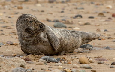 Naklejka premium Grey Seal
