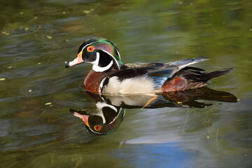 wood duck