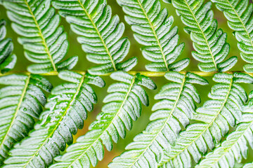 the detail of tropic fern in a greenhouse