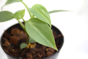 Tree Green Philodendron Hastatum