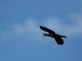 Cormorant in flight