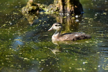 Obraz premium wood duck