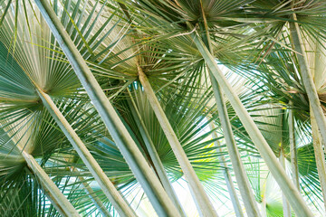 Obraz na płótnie Canvas palm leaves - tropical background