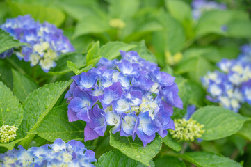 青い紫陽花の花