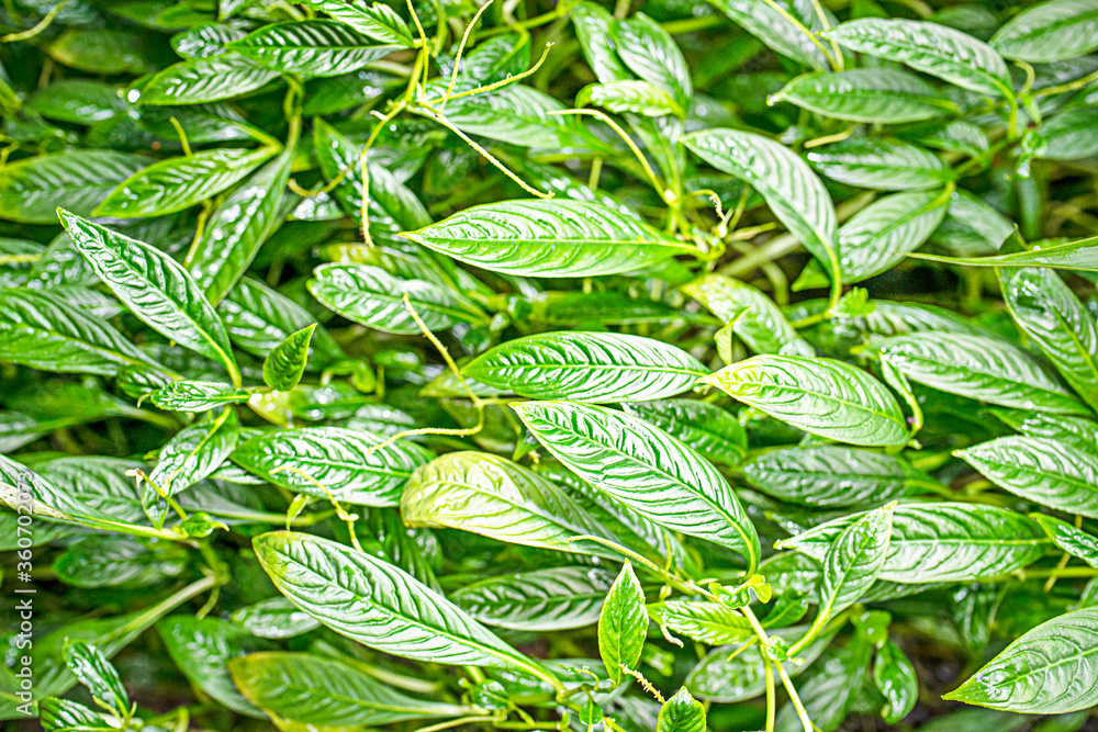 Wall mural the detail of tropic fern in a greenhouse