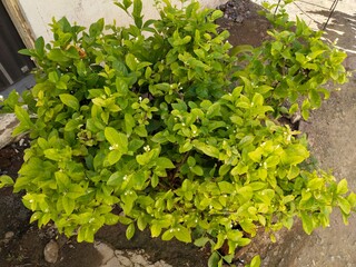 The beautiful Gardening picture for you 