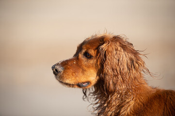 Working  Cocker Spaniel