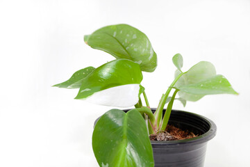Philodendron White Princess Tree Green