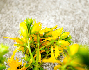 Hypericum flowers ,Hypericum perforatum or St John's wort image