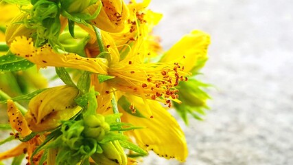 Hypericum flowers ,Hypericum perforatum or St John's wort image