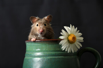 Cute hamster and camomile flower in a clay jug on a dark background