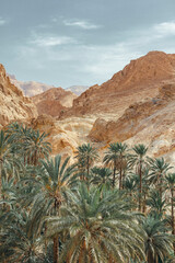 Fototapeta na wymiar Mountain landscape with oasis of date palm trees against a blue sky. Atlas Mountains in Tunisia