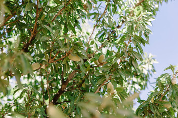 Almond tree with green fruits. Farm garden on a sunny day.