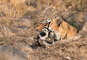 Tiger cub licking its paw at Ranthambore Tiger Reserve