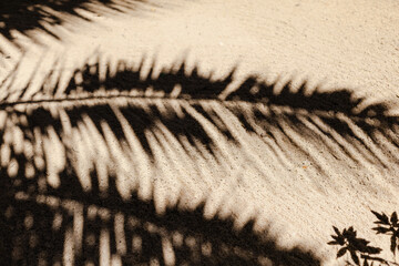 Tropical pattern. The shadow of a palm tree. Summer mood, time to travel.

