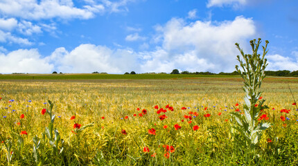 Getreidefled mit wildem Mohn