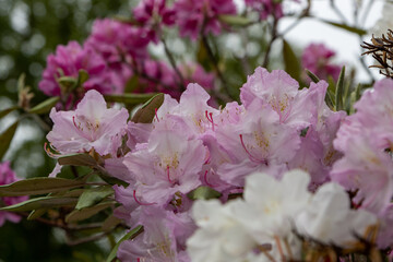 rhododendron