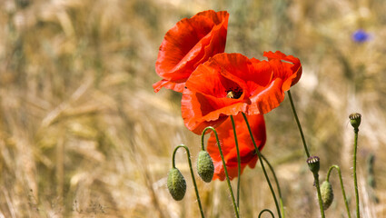 Obraz premium Wilder Mohn im Weizenfeld