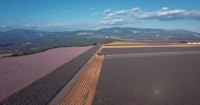 route en fin de journ&eacute;e entre lavandes et sauge - Valensole Provence
