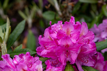 purple rhododendron