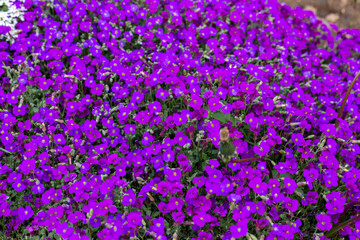 Background of small purple flowers