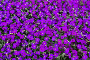 Fototapeta premium Background of small purple flowers