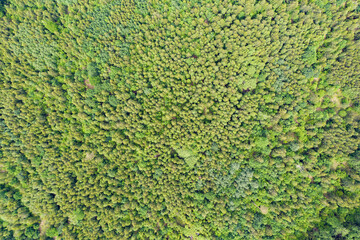 High above aerial view top down on forest with green spruce trees