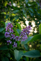 Branch of violet deer with green leaves