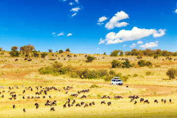 Fototapeta na wymiar Safari concept. Safari car with wildebeests and zebras in african savannah. Masai Mara national park, Kenya.