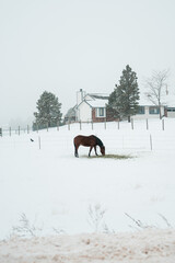 horses in snow