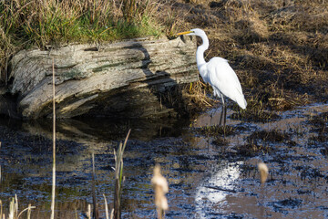 The great egret - Ardea alba