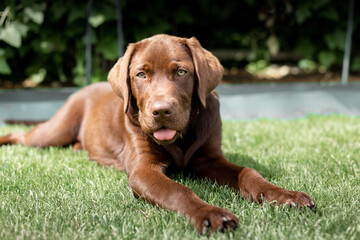 Brown Labrado on the lawn. A rare labrador.