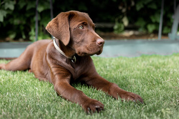 Brown labrador puppy. Chocolate dog.