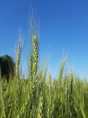 Obraz premium field of wheat