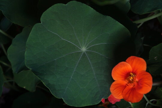 flores 