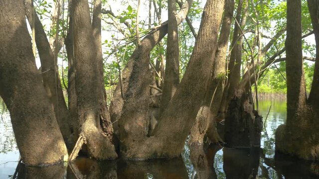 Close up of swamp cypress and tupelo gum trees in Dead Lakes Florida