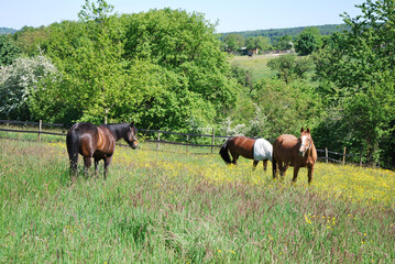 Horses and nature