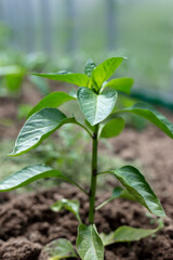 Plants grow in a greenhouse. Tomatoes, cucumbers and peppers.