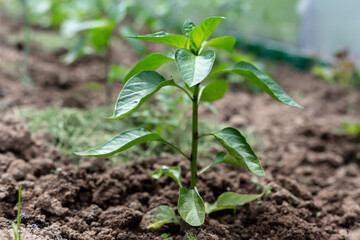 Plants grow in a greenhouse. Tomatoes, cucumbers and peppers.